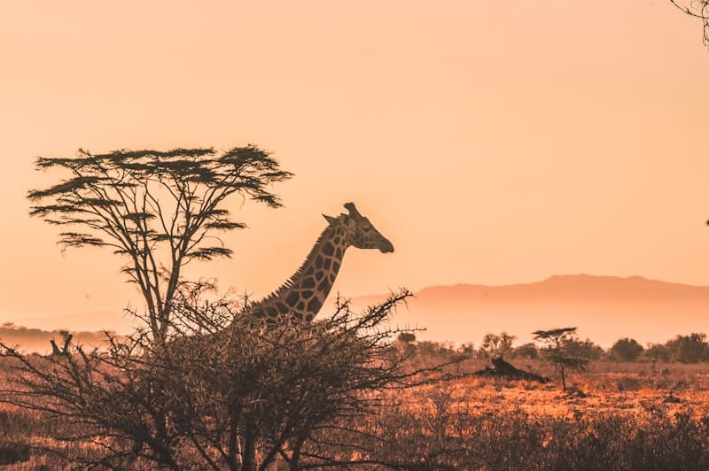 Kenyan safari vehicle on rural track — Nakuru landscape and accessibility
